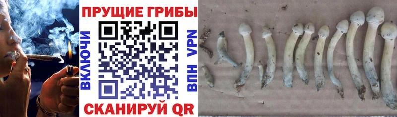 сколько стоит  Киреевск  Галлюциногенные грибы мицелий 